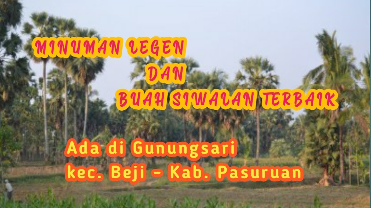 Kunjungan ke kebun Legen dan buah Siwalan Terbaik di Jawa Timur Di desa Gunungsari - Pasuruan