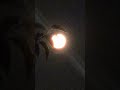 Full Moon - Ice Nine Kills