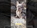 Be honest 🫵 #dog #memes #roblox #minecraft #kidsvideo #kidshorts #viralvideo #fyp #horror #humor