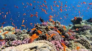 Beautiful corals @ Marsa Alam, Egypt