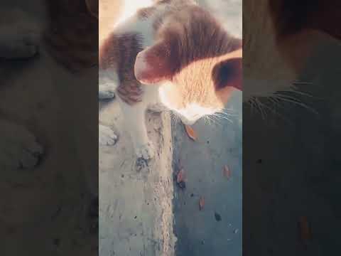 انا جعانۃ مفیش حد فی البیت