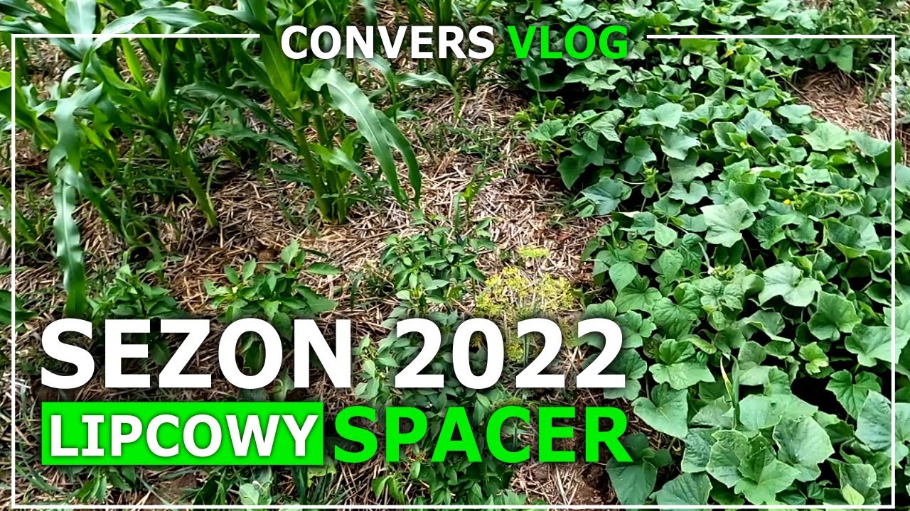 R.O.D - Lipcowy UPDATE uprawy na działce ROD. Ogromne zmiany w ogrodzie!