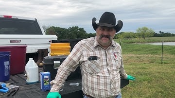 Administering Cattle Vaccinations