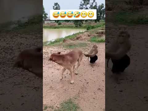 آآخ يا الركب آخ يا المفاصل هههههههه الشعب الصيني ماله حل