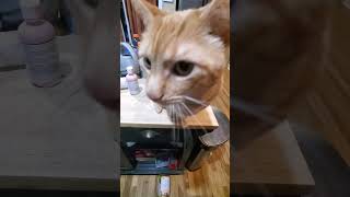 Let the Churu hit the floor #cat #catcute