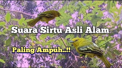 Suara Pikat Burung Sirtu Ribut Asli Alam