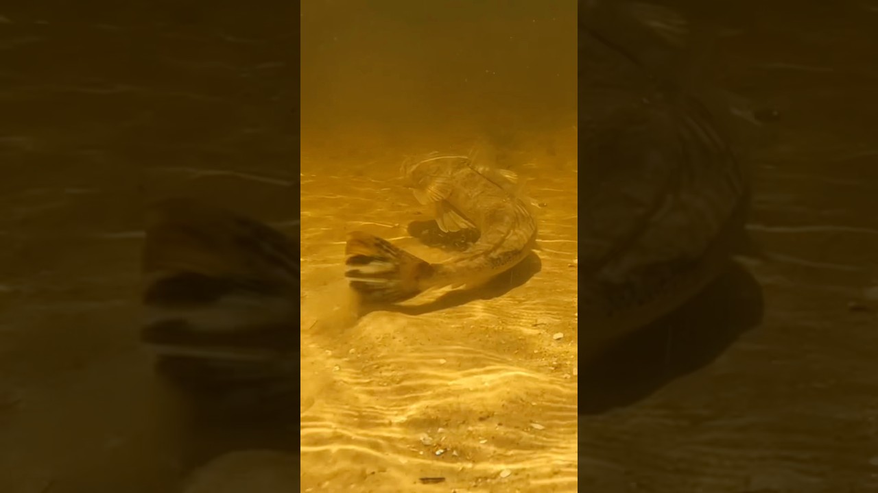 Flatty Files - EP.1 up on the channel now! 🎣👊 