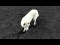 Белая Хаски роет ямы. White Husky Puppy.