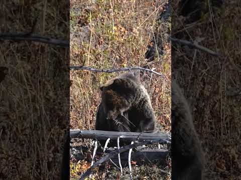 Two-year-old grizzly foraging in Yellowstone.  #wildlife #bears #grizzlies #yellowstone #wyoming