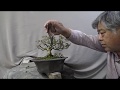 Bonsai master trim drastically and change anything.
