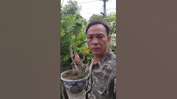 sơ cứu rắn cặp nong cặp nia cắn, bằng cây ngô đồng hiệu quả