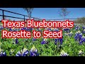 Texas Bluebonnet Lifecycle