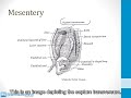 9.1.1 Gastrointestinal Embryology 