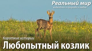Любопытный козлик. Европейская косуля (Capreolus capreolus). Любопытный козлик. Европейская косуля (Capreolus capreolus).