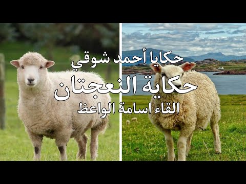 حكايا أحمد شوقي النعجتان القاء اسامة الواعظ شعر تصميمي الفصحى