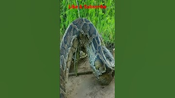 Title:-Snake Trap Catch Big SnakeCambodia Wildlife