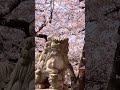 京都駅から徒歩15分の花見スポット Just 15mins Walk From Kyoto Station Japan Kyoto 桜 京都駅から徒歩15分の花見スポット Just 15mins Walk From Kyoto Station Japan Kyoto 桜
