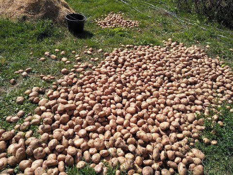 Как получить мега урожай картофеля с одной сотки земли. Технология посадки картошки. 100% урожай!