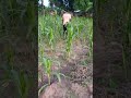 Young Boy Returning from Farming in African Village 🌾 #africa #africandailylife #africankids