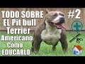 Pitbull terrier americano - Educación desde cachorro - Cuidados - Salud - Origen