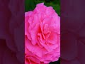 Auto Chinon 55mm f1.7 Vintage Lens on Lumix G3 Sample Photos 📸 #photography