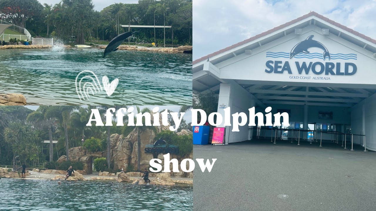 Affinity Dolphin Show 🐬🐬Gold coast| things to in Gold Coast - YouTube