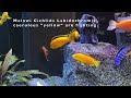 Malawi Cichlids Labidochromis caeruleus are fighting