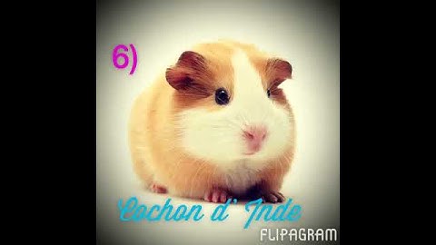 Top 10: animaux de compagnie