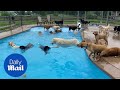 Thirtynine dogs jump into a pool at michigan doggy day care cuteness ensues