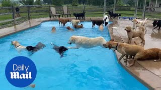 Thirtynine dogs jump into a pool at Michigan doggy day care, cuteness ensues