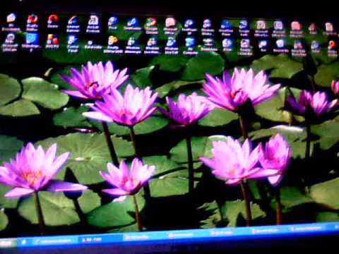 Windows XP Crazy Errors Video
