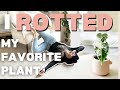 How i rotted my favorite plant  alocasia frydek plant care  corm propagation  repotting