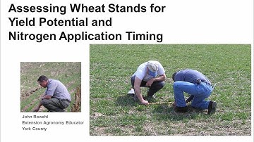 Assessing Wheat Stands for Yield Potential and Nitrogen Application Timing