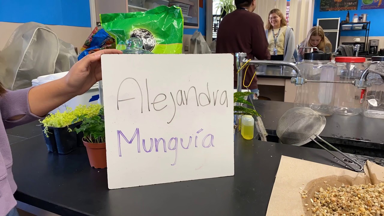 IB bio mesocosm project