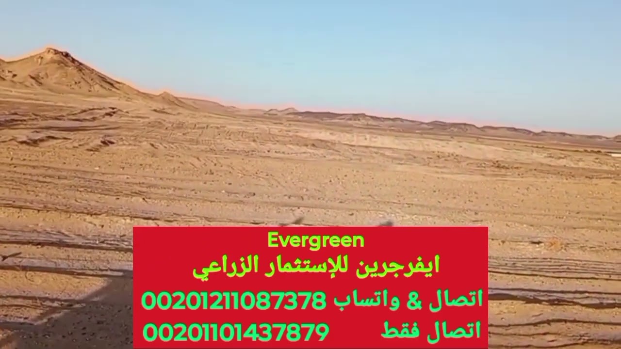 دراسة جدوى استصلاح مزرعة 15 فدان في الواحات البحرية. مشروع مربح جدا. استثمار حقيقي. دكتور مسعد قشوش