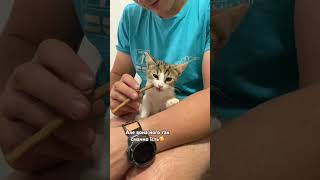 Смакотулька така) #cat #котик #киця #словаччина #emmi #кошеня
