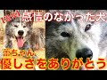 【感情表出がなかった秋田犬/虹の橋を渡る】元繁殖犬蕾ちゃんのドキュメンタリー最終編