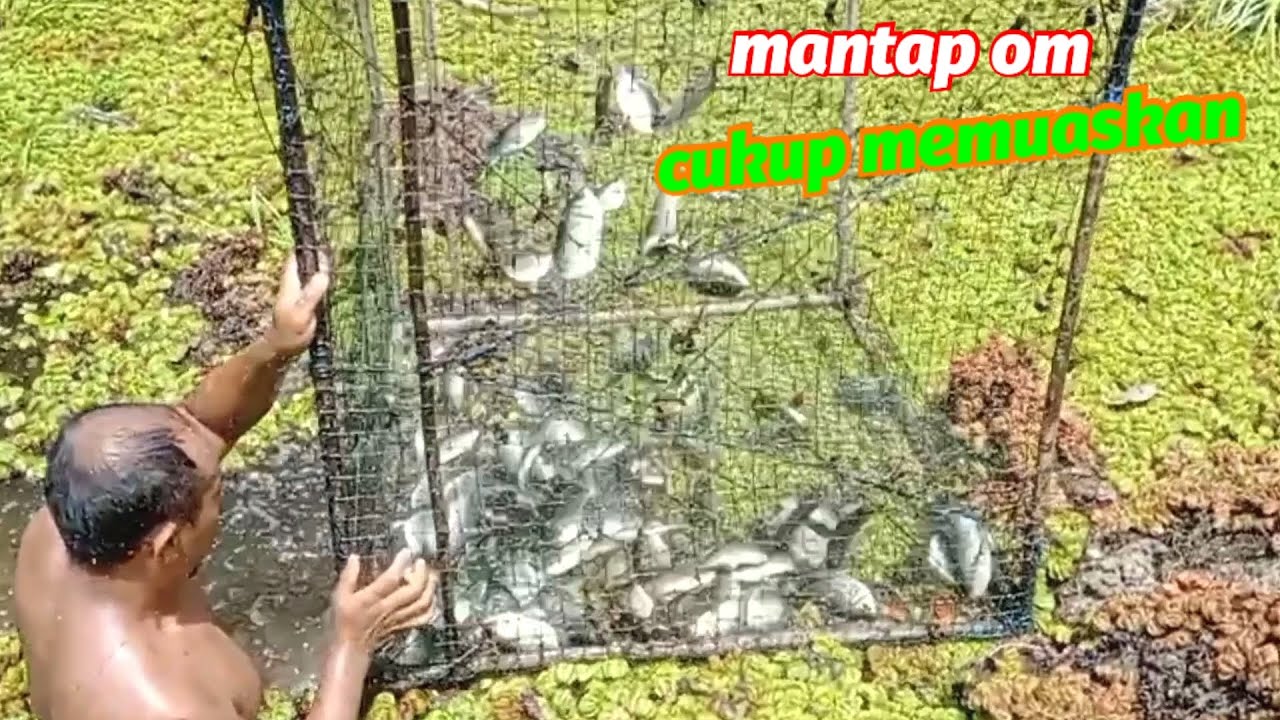Penuh perjuangan!! angkat jebakan ikan tembakang kalimatan
