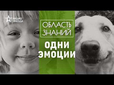 Видео: Когда собаки испытывают отвращение?