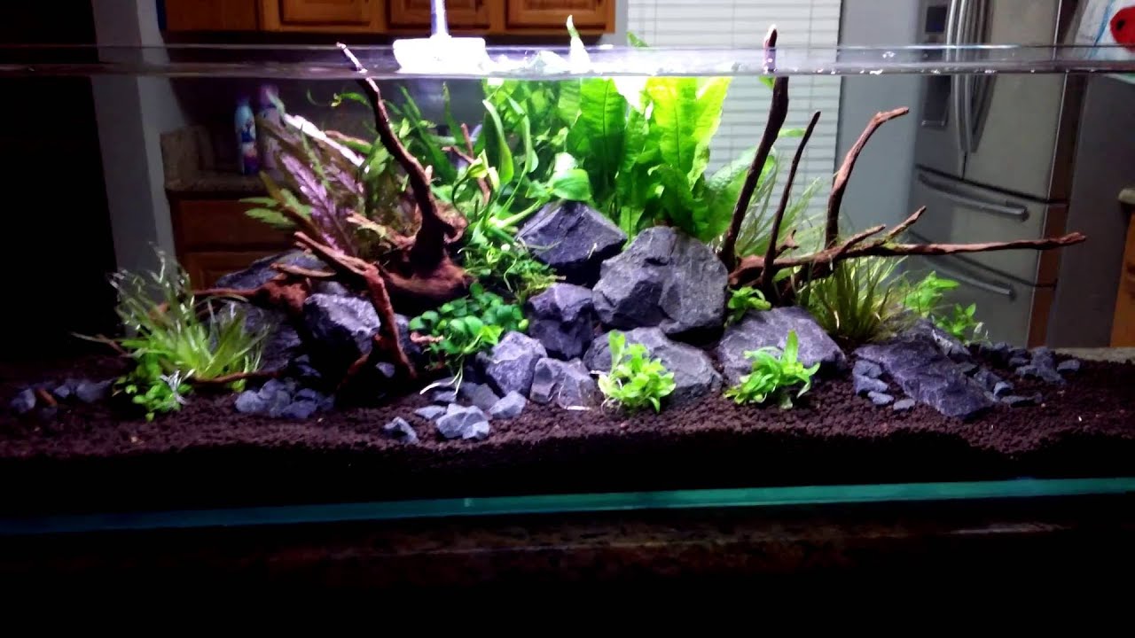Mr Aqua 12 Gallon Long Planted Tank Youtube