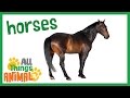 * HORSE * | Animals For Kids | All Things Animal TV