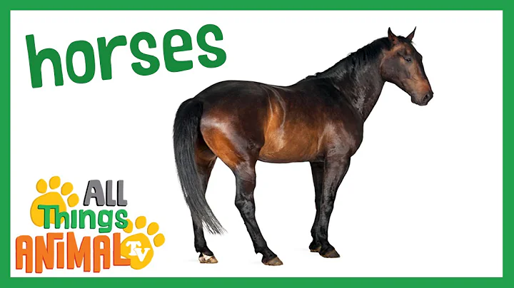 * HORSE * | Animals For Kids | All Things Animal TV - DayDayNews