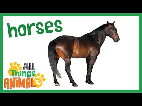 * HORSE * | Animals For Kids | All Things Animal TV