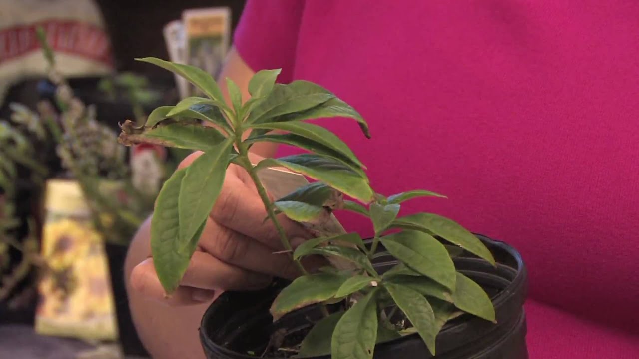Flower Gardens : How to Grow Summer Phlox (Phlox Paniculata)