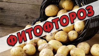 Фитофтороз картофеля - как лечить если не успели сделать профилактику ?