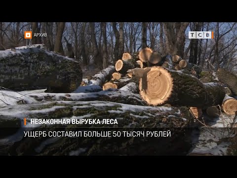 Незаконная вырубка леса