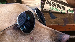 “My Dasuquin & Rejensa Regiment 9 th Month review!” - Gunner, the 3 legged Dog