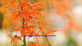 İHLAS-(İHLÂS)-SURESİ-Ebubekir Şatiri+Abu Bakr Al Shatri