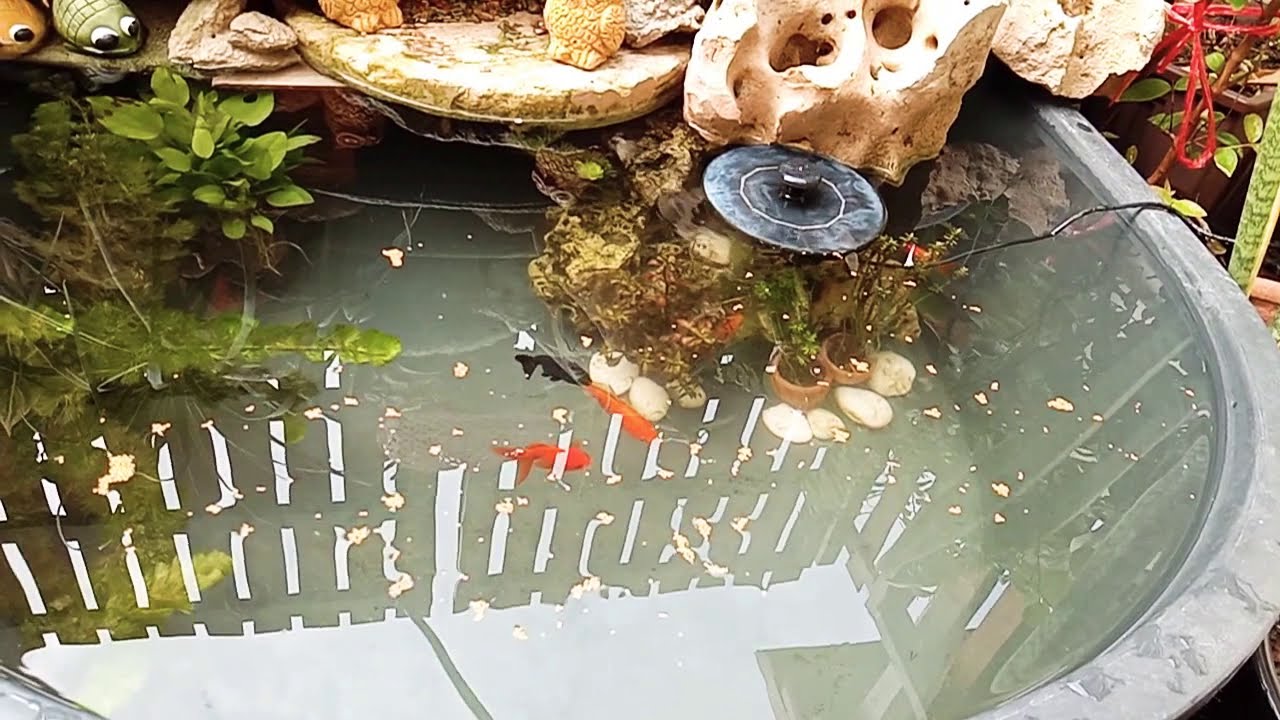 สวน D.I.Y.หน้าบ้าน ตอน เลี้ยงปลาอ่างในน้ำตก D.I.Y BY PUI EP.6 ควรให้อาหารปลาตอนไหน