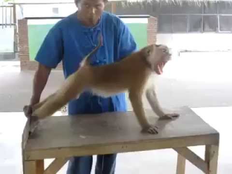 Monkey Push Ups Exercise - Funny Push Up Monkey Exercise Video - YouTube